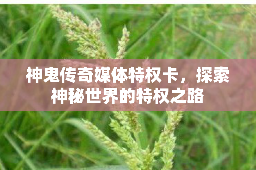 探索神秘世界的特权之路图片