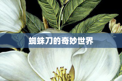 蜘蛛刀的奇妙世界图片