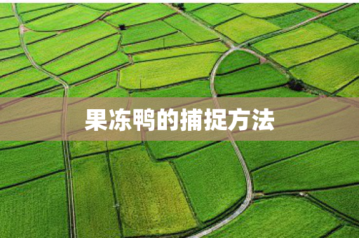 果冻鸭的捕捉方法图片