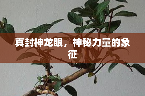 神秘力量的象征图片