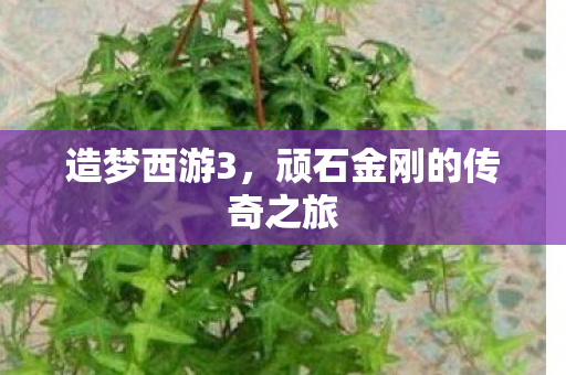 顽石金刚的传奇之旅图片
