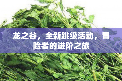 冒险者的进阶之旅图片