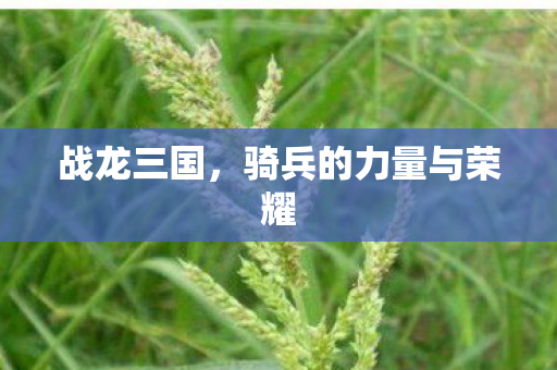 骑兵的力量与荣耀图片