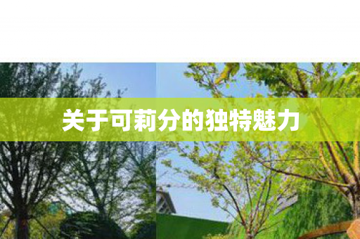 关于可莉分的独特魅力图片