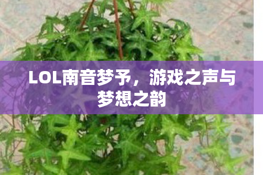 游戏之声与梦想之韵图片