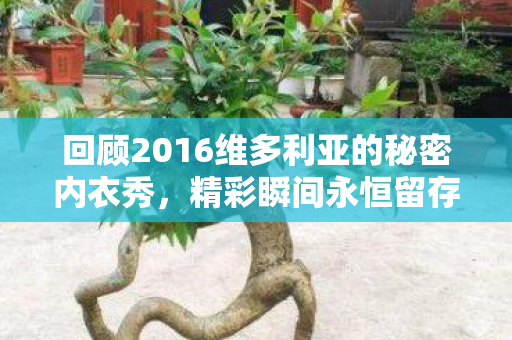 回顾2016维多利亚的秘密内衣秀图片