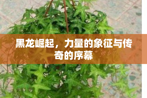 力量的象征与传奇的序幕图片