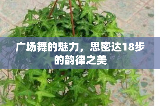 思密达18步的韵律之美图片