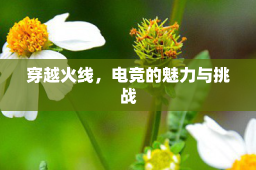 电竞的魅力与挑战图片