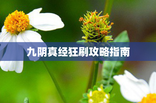 九阴真经狂刷攻略指南图片