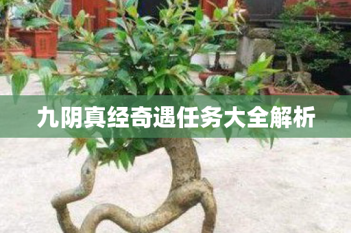 九阴真经奇遇任务大全解析图片