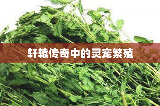 轩辕传奇中的灵宠繁殖图片