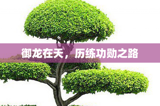 历练功勋之路图片