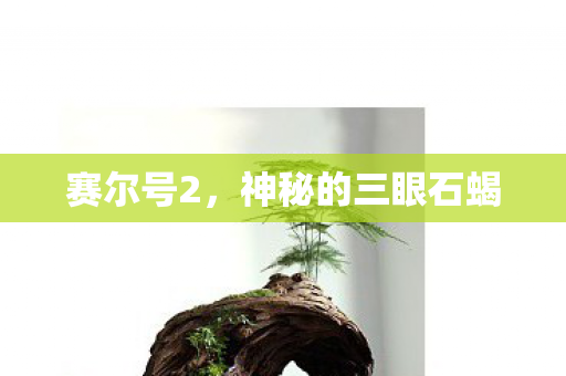 神秘的三眼石蝎图片
