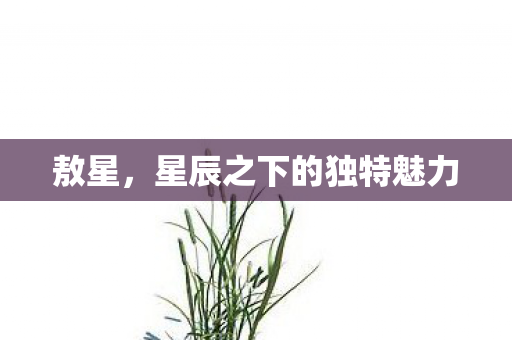 星辰之下的独特魅力图片