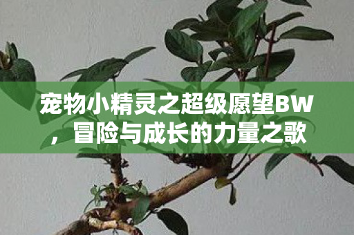 宠物小精灵之超级愿望BW图片