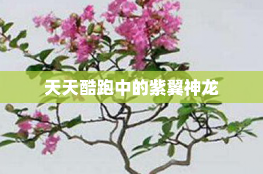 天天酷跑中的紫翼神龙图片