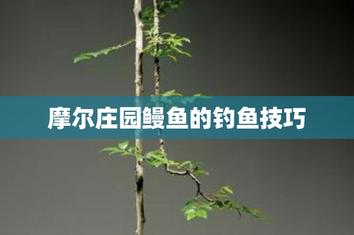 摩尔庄园鳗鱼的钓鱼技巧图片