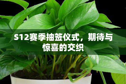 S12赛季抽签仪式图片