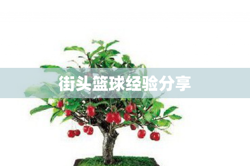 街头篮球经验分享图片