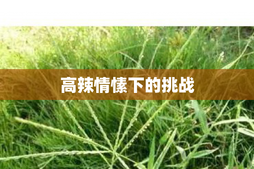 高辣情愫下的挑战图片