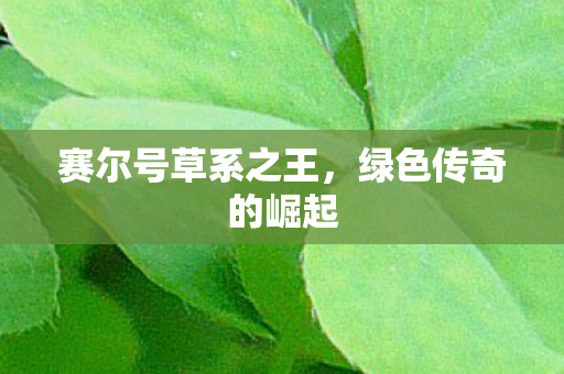 赛尔号草系之王图片