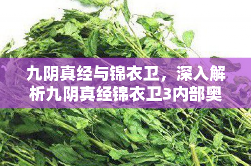 深入解析九阴真经锦衣卫3内部奥秘图片