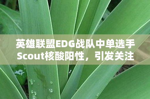 英雄联盟EDG战队中单选手Scout核酸阳性图片