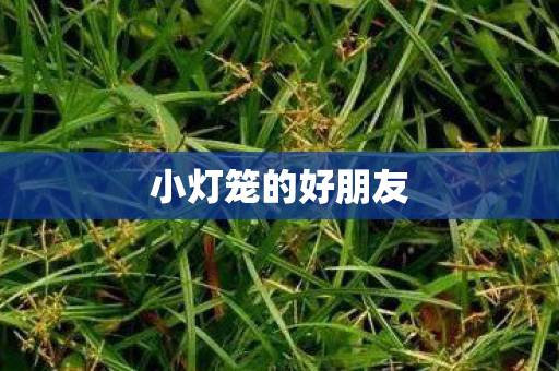 小灯笼的好朋友图片