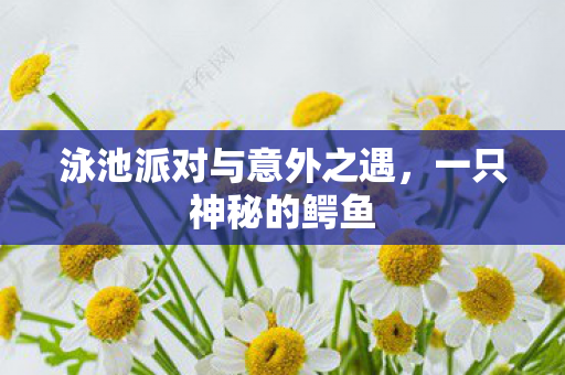 泳池派对与意外之遇图片