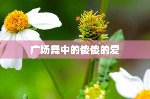 广场舞中的傻傻的爱图片