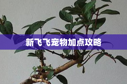 新飞飞宠物加点攻略图片