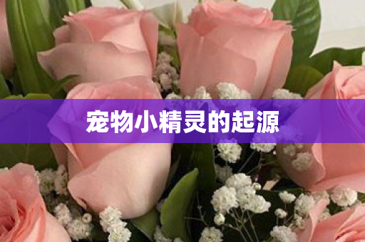 宠物小精灵的起源图片