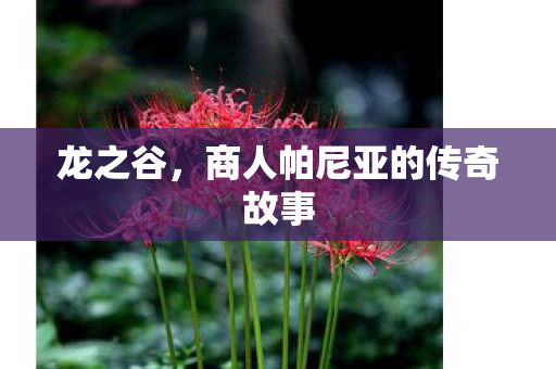 商人帕尼亚的传奇故事图片