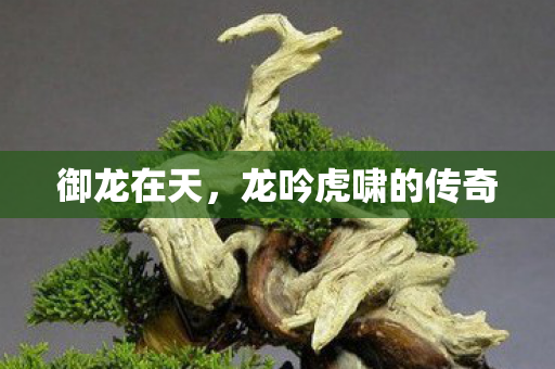 龙吟虎啸的传奇图片