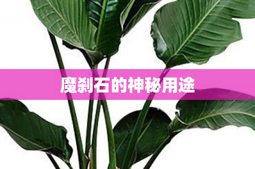 魔刹石的神秘用途图片