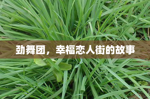 幸福恋人街的故事图片