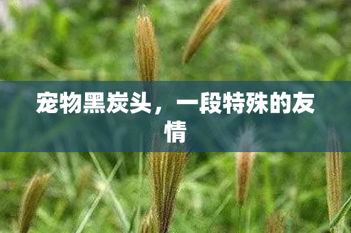 一段特殊的友情图片