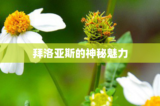 拜洛亚斯的神秘魅力图片