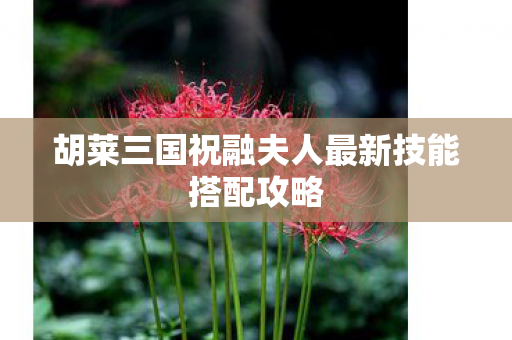 胡莱三国祝融夫人最新技能搭配攻略图片