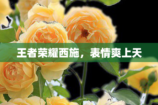 王者荣耀西施图片