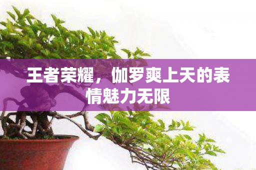 伽罗爽上天的表情魅力无限图片
