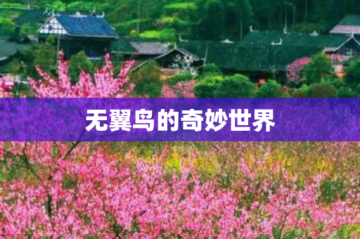 无翼鸟的奇妙世界图片