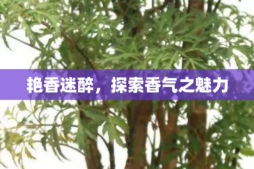 探索香气之魅力图片