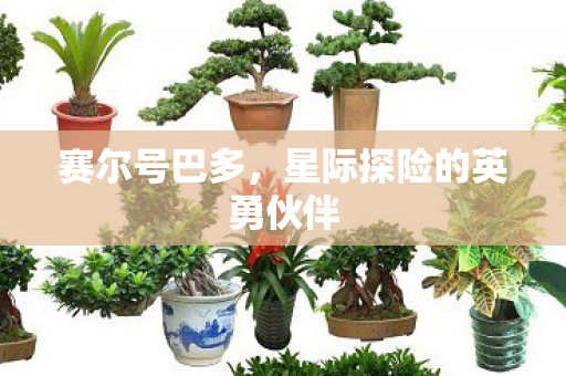 星际探险的英勇伙伴图片
