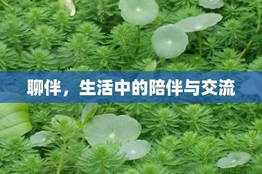 生活中的陪伴与交流图片