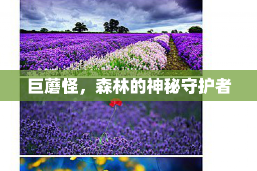 森林的神秘守护者图片