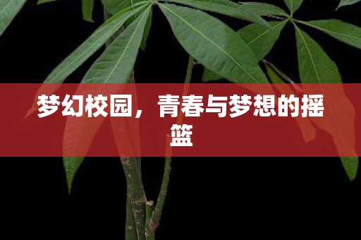 青春与梦想的摇篮图片