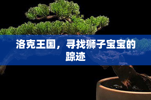 寻找狮子宝宝的踪迹图片