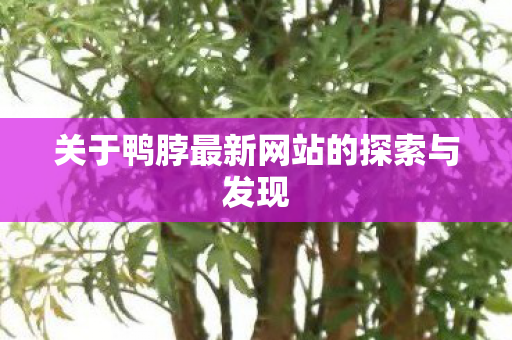 关于鸭脖最新网站的探索与发现图片